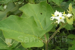 Solanum torvum